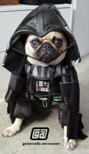 Cute little doggy is dressed up for halloween in a Darth Vader costume.  This is a cute and funny photo.!