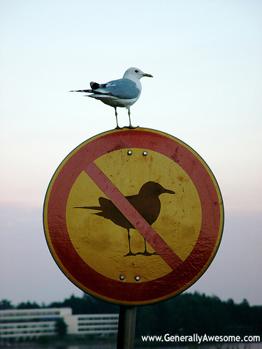 Birds have never been known to be obedient pets.  Especially wild birds like seagulls.  Also, they don't know how to read signs, like no birds allowed.  Pretty funny photo for showing how ineffective this sign is!